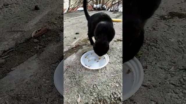 Красивая черная кошка Багира.Beautiful black cat Bagheera.