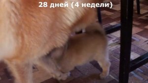 Как растут щенки карело-финской лайки. От 0 до 1,5 мес. за несколько минут.