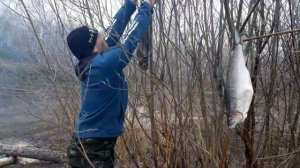 рыба сиг и ленок горячего копчения