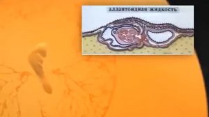 Инкубация  часть 3