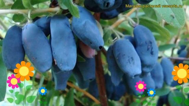 Жимолость съедобная Амфора. Краткий обзор, описание характеристик lonicera edulis Amfora смотреть онлайн