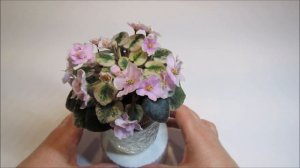 Rob's Funny Bunny - African Violet Review