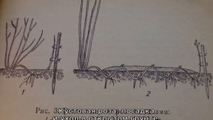 Кустовая роза: посадка и уход в открытом грунте