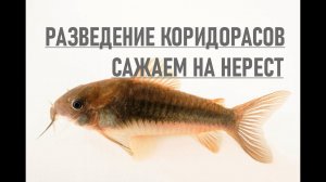 РАЗВЕДЕНИЕ СОМИКОВ КОРИДОРАСОВ | САЖАЕМ ПРОИЗВОДИТЕЛЕЙ НА НЕРЕСТ | ЗОЛОТИСТЫЕ КОРИДОРАСЫ