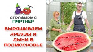Выращиваем арбузы и дыни в Подмосковье!
