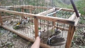 Ловля ЗЯБЛИКА на оску. Ловля на сеть. Поймали 3 птички.