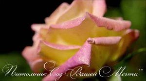 Роза Freisinger Morgenröte. Обзор сорта. Питомник роз "Сад Вашей Мечты".