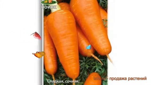 Морковь обыкновенный Курода Шантанэ ? обзор: как сажать, семена моркови Курода Шантанэ смотреть онлайн