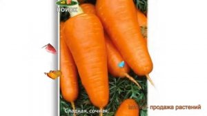 Морковь обыкновенный Курода Шантанэ ? обзор: как сажать, семена моркови Курода Шантанэ