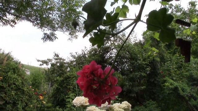 Пеларгонии или петунии хороши для балкона? смотреть онлайн