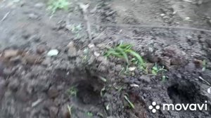 ВЫСАДКА БАТАТА В ОТКРЫТЫЙ ГРУНТ. БАТАТ. ОГОРОД НА КУБАНИ