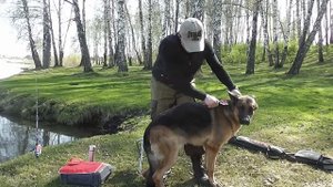Фурминатор вычесываем собаку. я и мой хвост