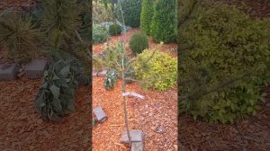 Лиственница европейская Крейчи Мутейшн. Larix decidua Krejci Mutation. Садовый дневник. 25.10.23