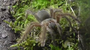 Самый большой Паук в мире Theraphosa blondi