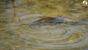 Как поймать Сазана и Карпа в Октябре.Наживка для сазана и карпа в октябре.Обитания карпа и сазана.