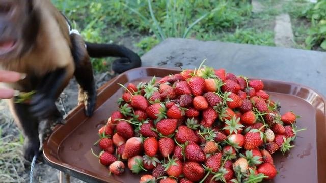 2018.05.11 Обезьяна капуцин Масяня. Хороший урожай. Обезьяна кушает.