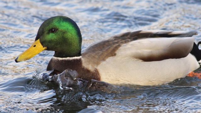 Утка на реке издает звук смотреть онлайн