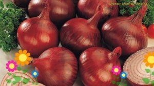 Лук репчатый Ред Кармен. Краткий обзор, описание характеристик allium Red Karmen