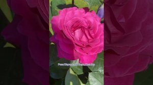 Роза Шартрез Де Парм, Rose Chartreuse De Parme, Роза Хайди Клум Rosa Heidi Klum .