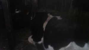 Черно- пестрая порода коров в моем хозяйстве!