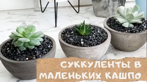 Суккуленты в кашпо из Ашана | Добавляю гидрогелевые гранулы Водохлеб | Small Pots for Succulents