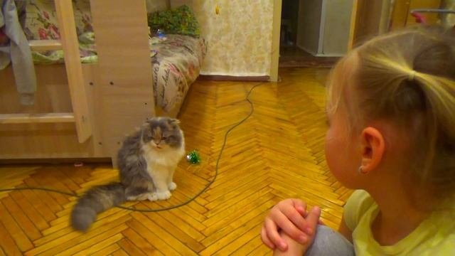 212. Какие проблемы могут возникнуть у Хайленд-фолд (Шотландская длинношерстная вислоухая)?!