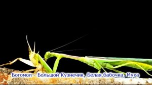 Насекомые, Млекопитаюшие - Пчёлы, Осы,  Шмелей, Стрекоза,  Богомол, Кузнечик др. - августа 2019 г