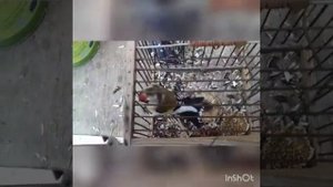 ЛОВЛЯ ЧЕРНОГОЛОВЫХ ЩЕГЛОВ НА ЗАПАДОК