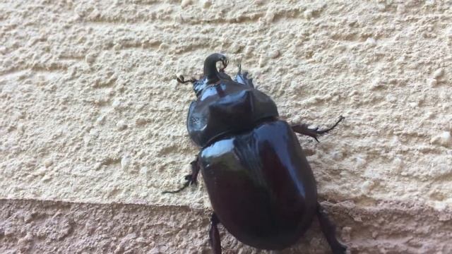 Nosorožtek obyčajný (Oryctes nasicornis) смотреть онлайн