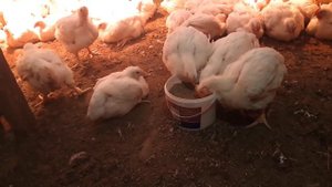 Лечение бройлеров от какцидиоза.