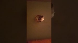 Отверстие под точечный светильник в гипсокартоне. В домашних условиях. Тем, что есть под руками