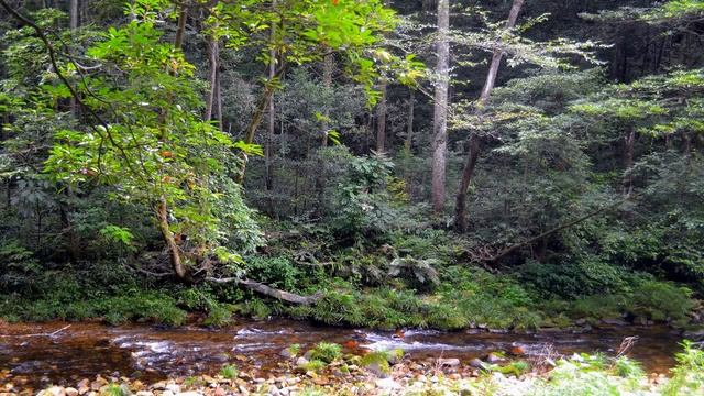 Щебет малиновки. Отдых на природе.