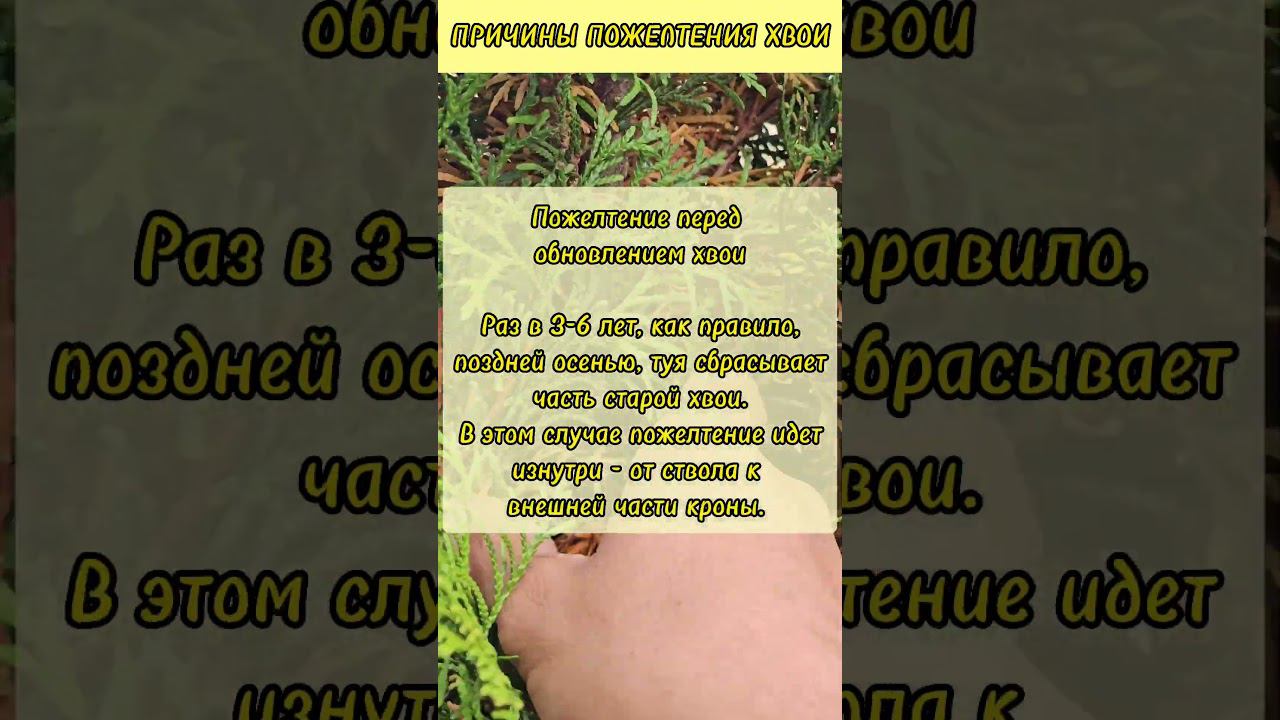 Почему желтеет хвоя? #пожелтениехвои #советысадоводам