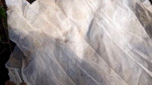 Артишоки в России: укрывать или выкапывать?