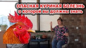 Болезни кур: оспа у кур