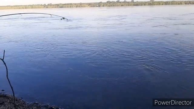 Язь сошёл с ума от малька. вырывает удочки,бешеный клёв Язя.