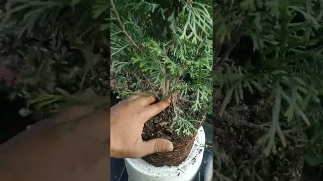 посадка туя западная смарагд. выбор места и уход.