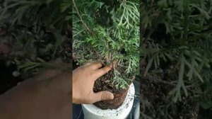 посадка туя западная смарагд. выбор места и уход.