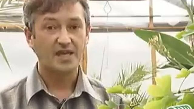 Тропические растения - Гинго