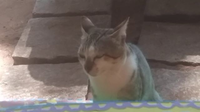 Индийский кот просит есть у русских. Умный кот дипломат - всё понимает. Котик прибился к нам. Индия