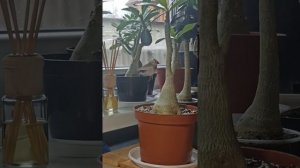 Пение зебровой амадины