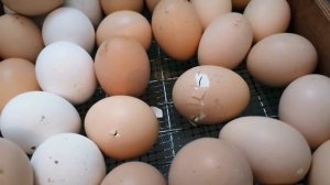 Наклев и начало вывода цыплят в инкубаторе матрица дэли