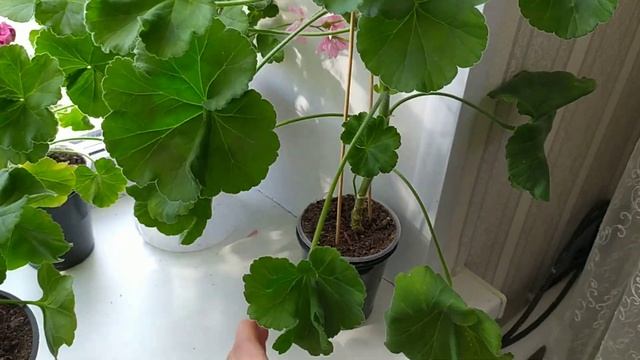 ПеларгонияPeppermint*Дениз*Ю350Гамаюн*BrooksideBolero*BrooksidePrimrose*EdwardsToscana*Saga*LaraHar смотреть онлайн