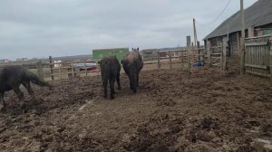 Жеребец при встрече с кобылой храпит от удовольствия