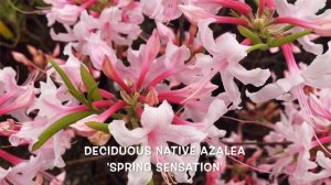 'Spring Sensation' Native Azalea - FUN FLOWERS