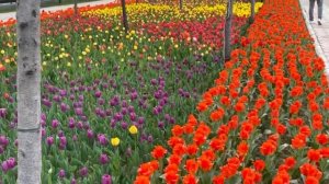 Гулхои Душанбе - 2022 (Тюльпаны в Душанбе - Таджикистан)