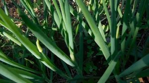 Стрелкование лука шалота при подзимней посадке