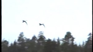 Водлозеро 2-4 сентября 1995