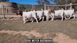 ✅ BOER GOAT FARM - Erik Meyer Boerbokke South African