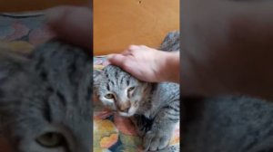Котик пиксибоб Князь